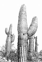 Cactus Coloring Saguaro Pages Template Printable Print Usa sketch template