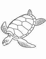 Turtle Tortue Hawksbill Kleurplaat Leatherback Schildpad Getdrawings Marine Getcolorings Downloaden sketch template