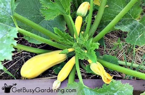 23 Easiest Vegetables To Grow From Seed Get Busy Gardening