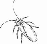 Cockroach Coloring Pages Printable Insect Kids Popular sketch template