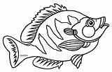 Bluegill Drawing Fish State Illinois Getdrawings sketch template