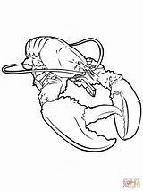 Lobster Coloring Realistic Pages Printable Crayfish Drawing Color Lobsters Kreeft Kids Getcolorings Colorings Getdrawings Fun Print Categories sketch template