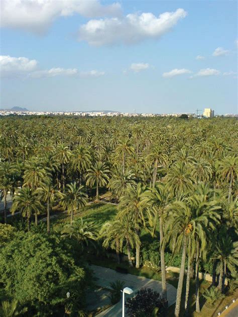 elche mediterranean city palm groves roman ruins britannica