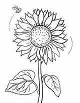 Sunflower Coloring Pages Drawing Printable Color Sunflowers Template Getdrawings sketch template