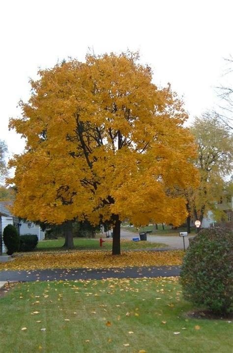 willow springs il maple tree in full golden autumn color photo picture image illinois at