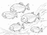 Piranha Fish Bellied Shoal Piranhas Stampare Banco Coloringbay Coloriages Rossi sketch template