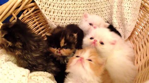 persian kittens adorable small persians youtube