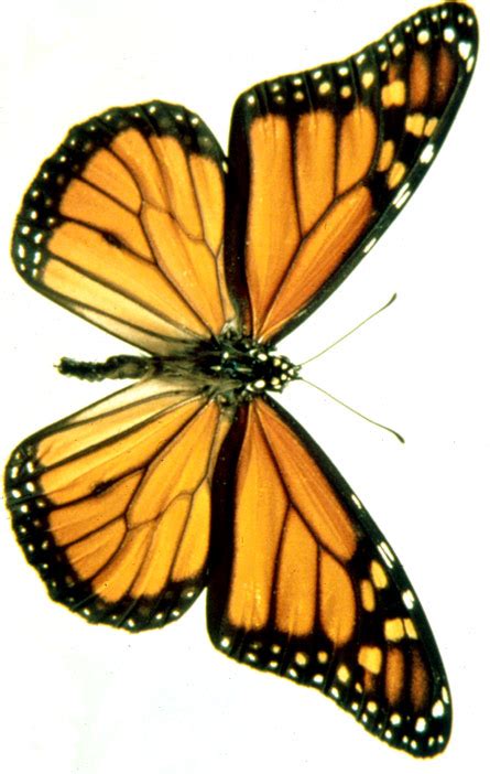 free monarch butterfly drawing download free clip art