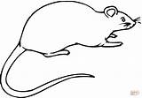 Rato Colorir Ausmalbilder Rata Ratte Ratas Rabo Outline Colouring Rats Zeichnen Chicote sketch template