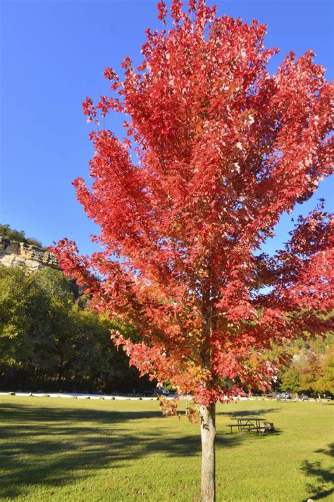 autumn blaze maple problems    comforting   tree