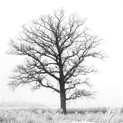 black  white tree print dreamy nature print
