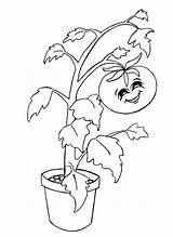 Plant Kids Tomato Drawing Colouring Cliparts Getdrawings sketch template