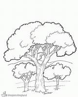 Bomen Arbre Blaadjes Kleurplaatjes sketch template