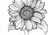 Sunflowers Clipartmag Getdrawings sketch template