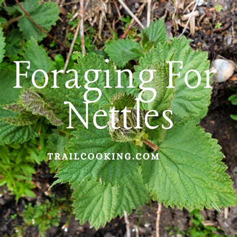foraging  nettles  trail cooking