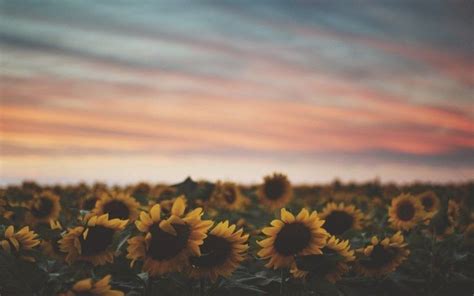 field full  sunflowers   sky   background