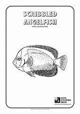 Angelfish Coloring Scribbled Pages Cool Print sketch template
