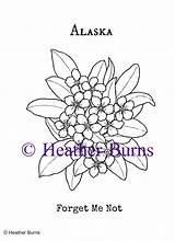 Alaska State Forget Coloring Flower Pages Flowers Visit sketch template