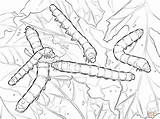 Colorear Seda Gusanos Silkworm Seta Cocoon Moth Bruchi Disegno Caterpillars Insectos sketch template