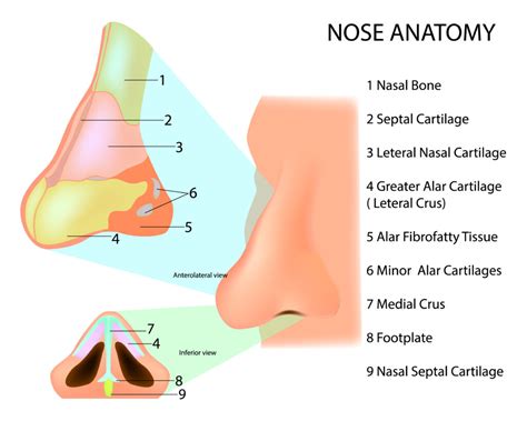 common rhinoplasty questions chicago ent