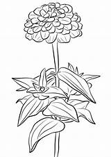 Zinnia Coloring Pages Drawing Flower Printable Elegant Supercoloring Zinni Drawings Getdrawings Categories sketch template