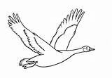 Goose Canada Flying Draw Easy Bird Step Easyanimals2draw Duck sketch template