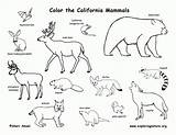 Coloring Animals Pages Desert Popular Taiga sketch template