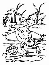 Poison Frog Dart Kleurplaten Kikker sketch template