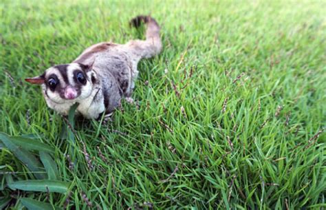 interesting sugar gliders facts  facts