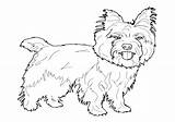 Coloring Pages Terrier Yorkshire sketch template