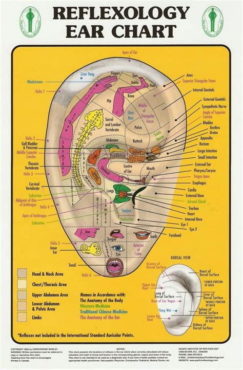 pin by catrin macanga on gesundheit pflege ear reflexology