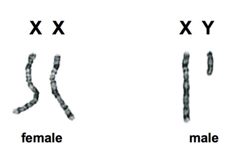 sex genes the y chromosome and the future of men science 2 0