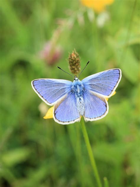 common blue  butterfly challenge wild ireland