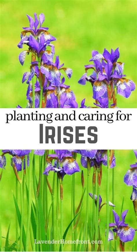 planting  caring  irises   plants growing irises eco