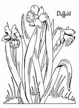 Daffodil Coloring Narzisse Daffodils Ausmalbild sketch template