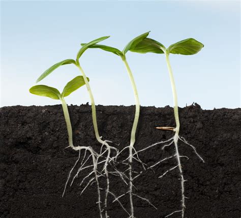 bid  combat climate change scientists identify gene   plants grow longer roots st