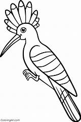 Hoopoe Coloringall Pdf sketch template