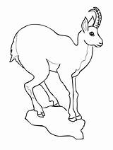 Antelope Chamois Camoscio Pronghorn sketch template