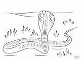 Cobra Kobra Colorir Schlange Ausmalbild Naja Desenhos Anaconda Kolorowanka Dibujo Serpent Imprimer Kolorowanki Ausdrucken Cobras Druku Spitting Stampare Dzieci Python sketch template