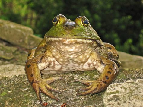 bullfrog  photo  freeimages
