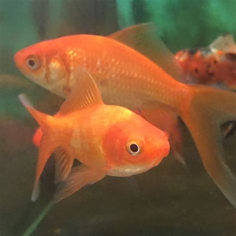 goldfish mixed cm  cm  living ponds