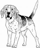 Dog Coloring Breed Ages Cartoon Pound Via sketch template