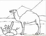 Desert Camel Coloring Pages Sahara Kids Drawing Animals Animal Camels Clipart Colouring Clip Sphinx Sketch Color Decker Bus Double Getcolorings sketch template