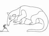 Osos Anteater Hormigueros Niñas Compartan Disfrute Motivo Pretende sketch template