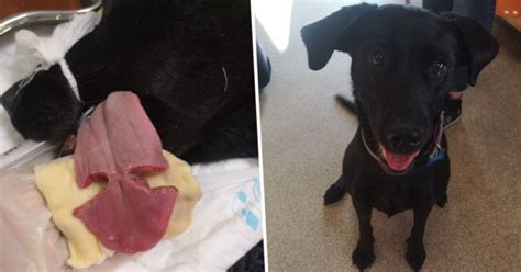 graphic couple share horrific images  dogs tongue  cut