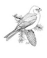 Coloring Pine Grosbeak Pages Marten Bunting Snow Printable Drawing Bird Supercoloring Crafts Designlooter Cartoons Select Category Choose Board Categories Templates sketch template