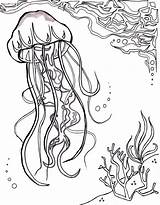 Jellyfish Quallen Aquatic Mandala Ozean sketch template