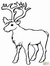 Caribou Reindeer sketch template