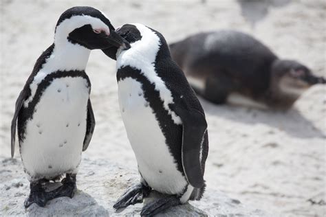 african penguins  endangered
