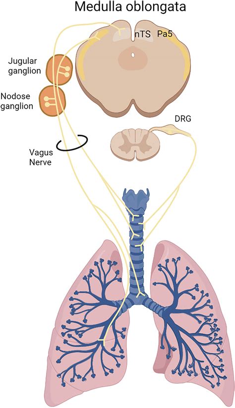 frontiers innate receptors expression  lung nociceptors impact